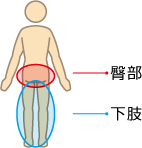 臀部と下肢の図解